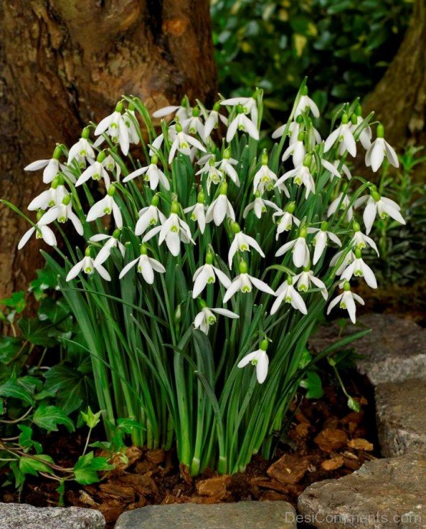 Image Of Elwes’s Snowdrop
