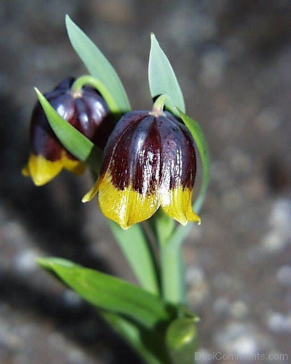 Image Of Fritillaria Michailovskyl Flowers-yup820DCop10