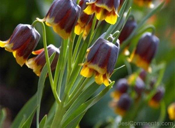 Image Of Fritillaria Michailovskyl