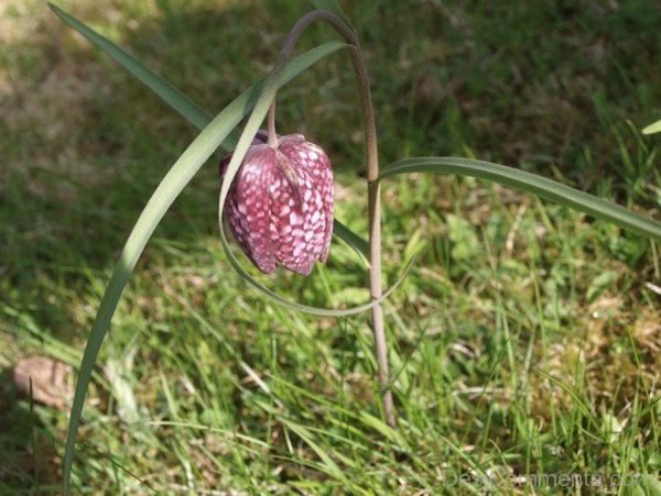 Image Of Fritillaria Montana Flower