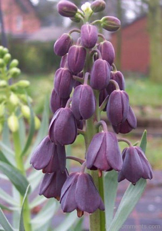 Image Of Fritillaria Persica-poi920DCqw07