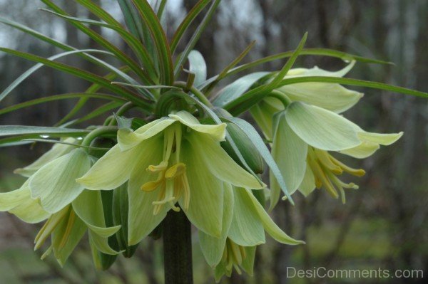 Image Of Fritillaria Raddeana Flowersjhy618DC0430