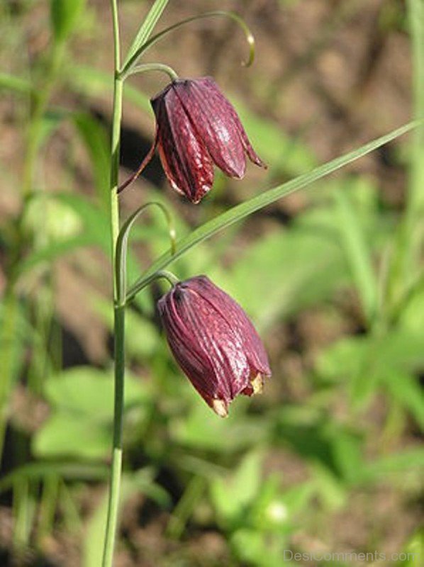 Image Of Fritillaria Ruthenica Flowers-kju614DC0007