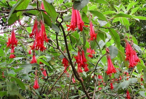 Image Of Fuchsia Boliviana Flowers-bgh5618DCDESI22