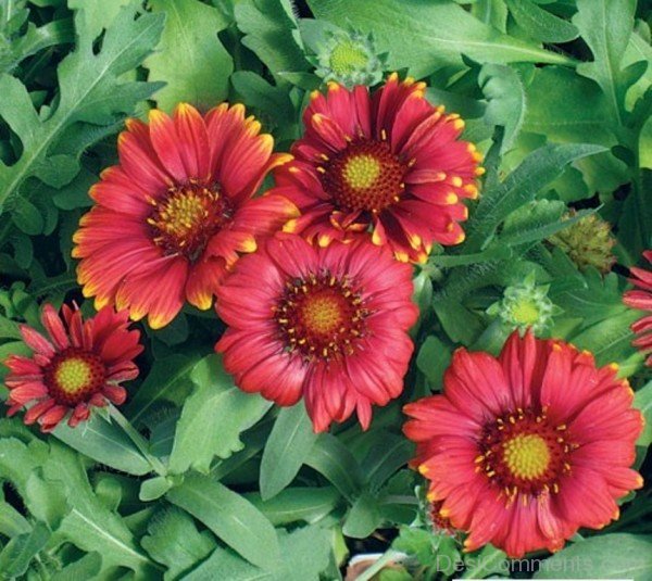 Image Of Gaillardia Arizona Flowers-tgb520DC0214