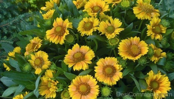 Image Of Gaillardia X Grandiflora Flowers-lkg121DCDEsi25