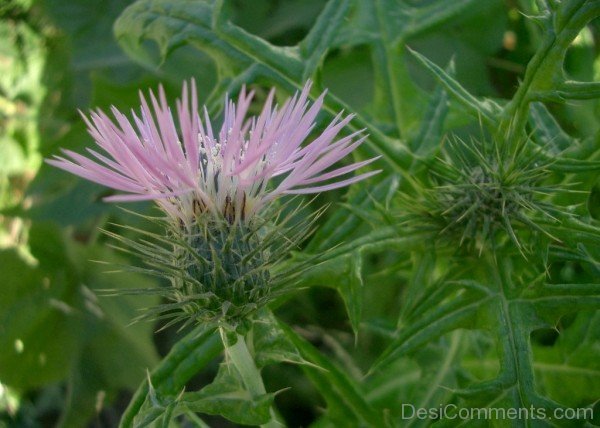 Image Of Galactites Tomentosa Flower-tub2319DC0716