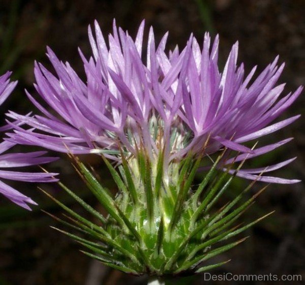 Image Of Galactites Tomentosa-tub2320DC0705