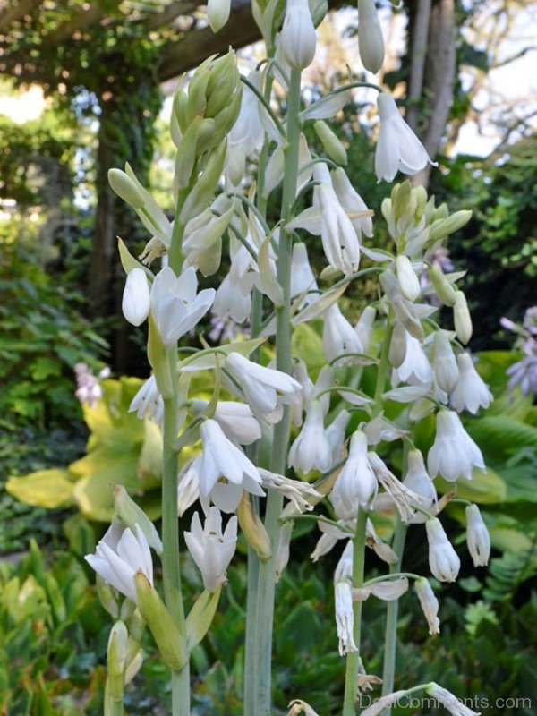 Image Of Galtonai Candicans Flowers