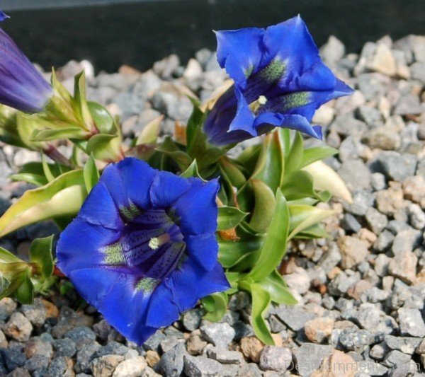 Image Of Gentiana Acaulis Flowers-yui821DC12322