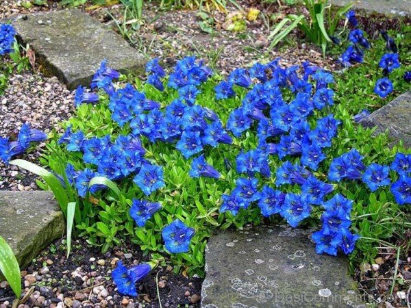 Image Of Gentiana Acaulis