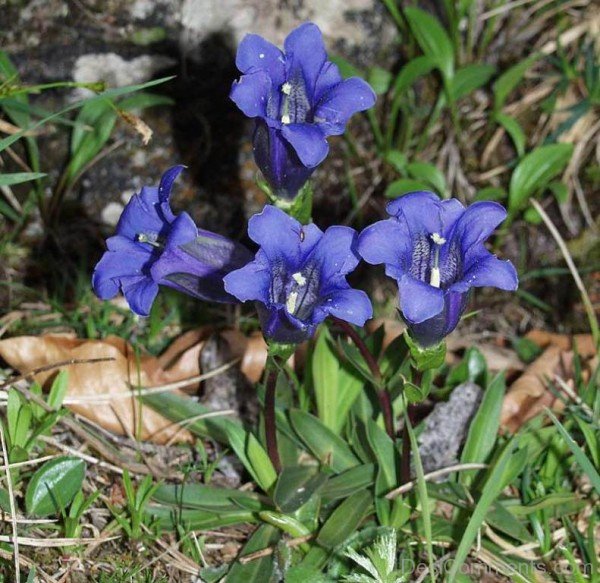 Image Of Gentiana Clusii Flowers-YUP921DC9806