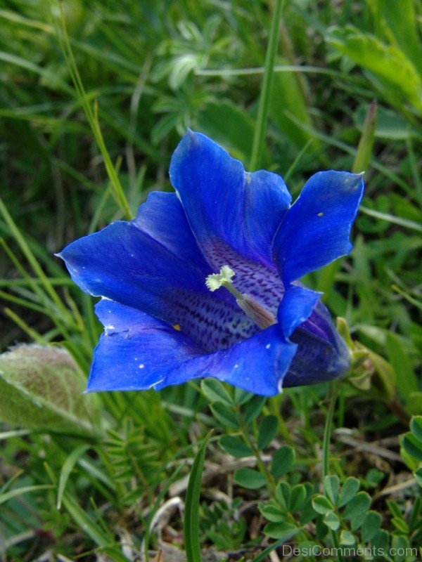 Image Of Gentiana Clusii-YUP922DC9815