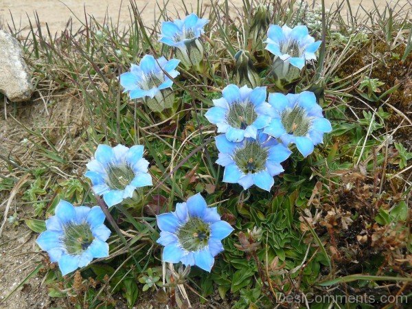 Image Of Gentiana Depressa FlowersDCbbDC14