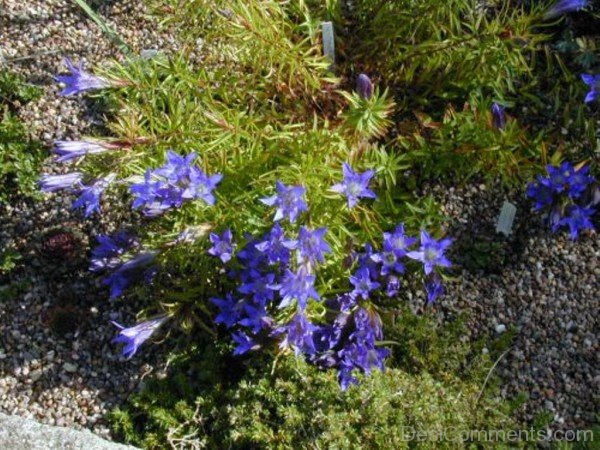 Image Of Gentiana Paradoxa Flowers-ghi621DC0115