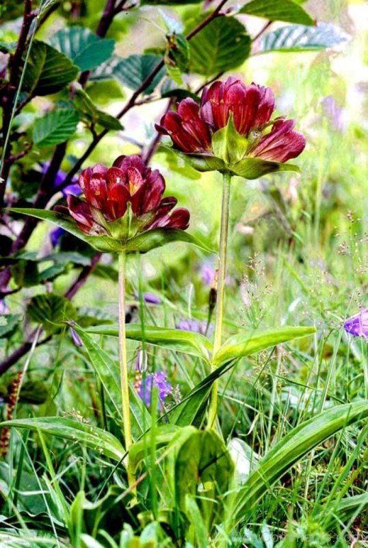 Image Of Gentiana Purpurea Flowers
