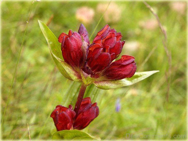 Image Of Gentiana Purpurea