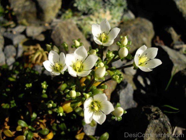 Image Of Gentiana Saxosa Flowers