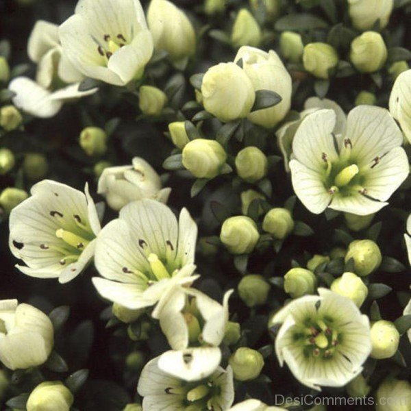 Image Of Gentiana Saxosa