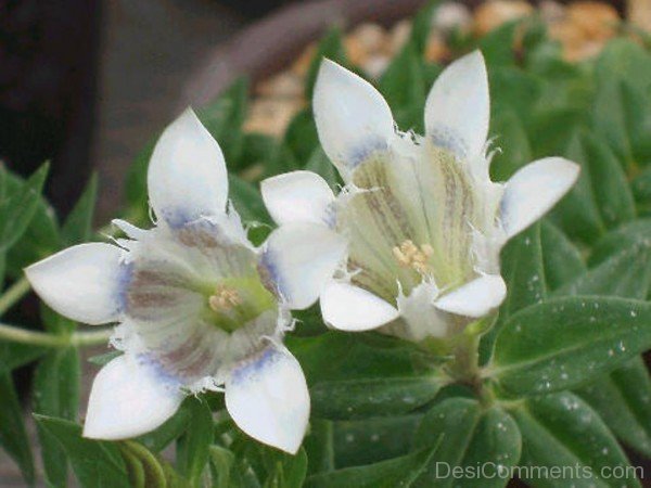 Image Of Gentiana Septemfida Alba