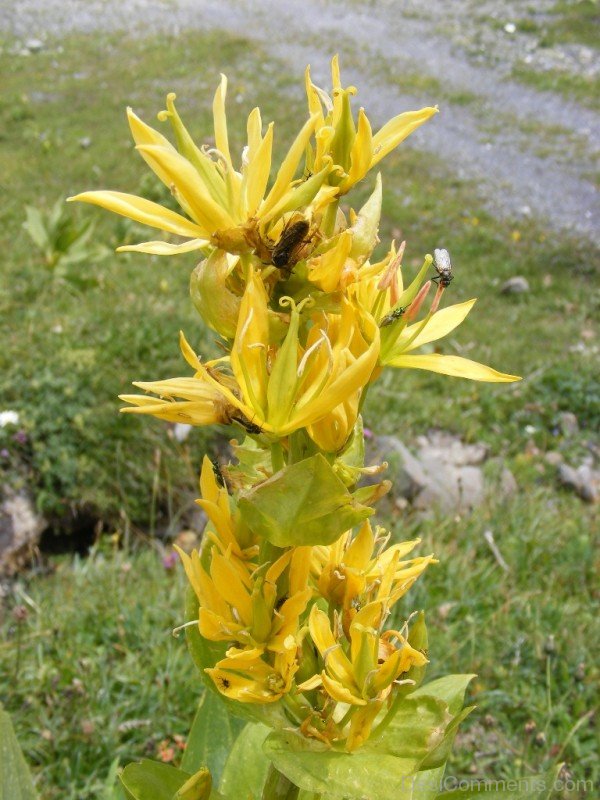 Image Of Giant Yellow Gentian Flowers-jha318D9DC16