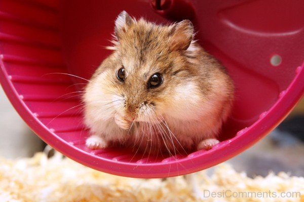 Image Of Hamster-desiC17