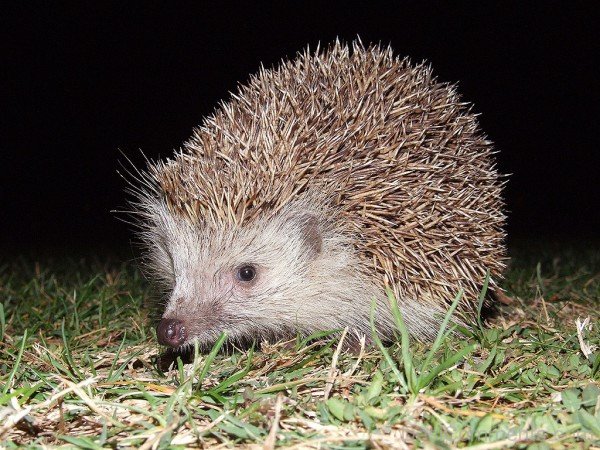 Image Of Hedgehog-dcpf31
