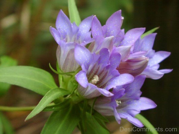 Image Of Japanese Gentian Flowers