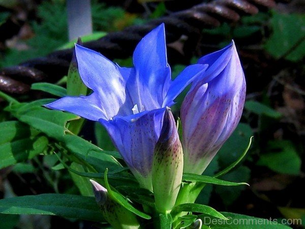 Image Of Japanese Gentian-jkh611DC0D26