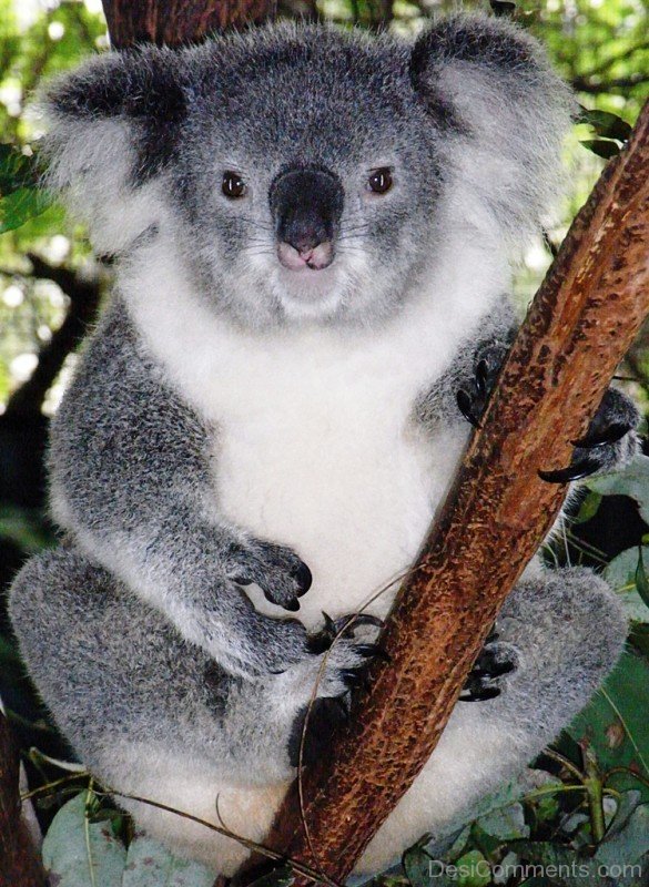 Image Of Koala-adb08desi008