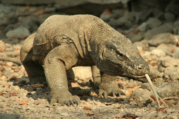 Image Of Komodo Dragon In Zoo-db108