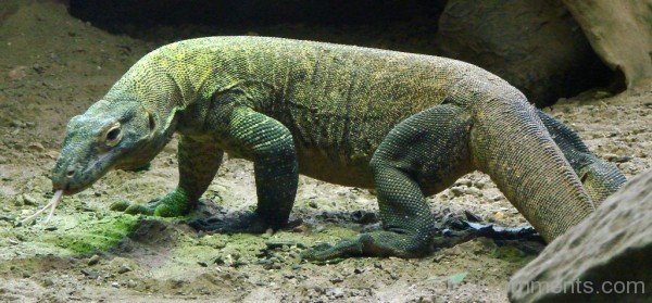 Image Of Komodo Dragon-db109