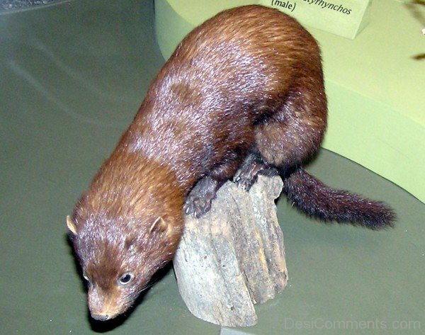 Image Of Mink In Zoo-db012