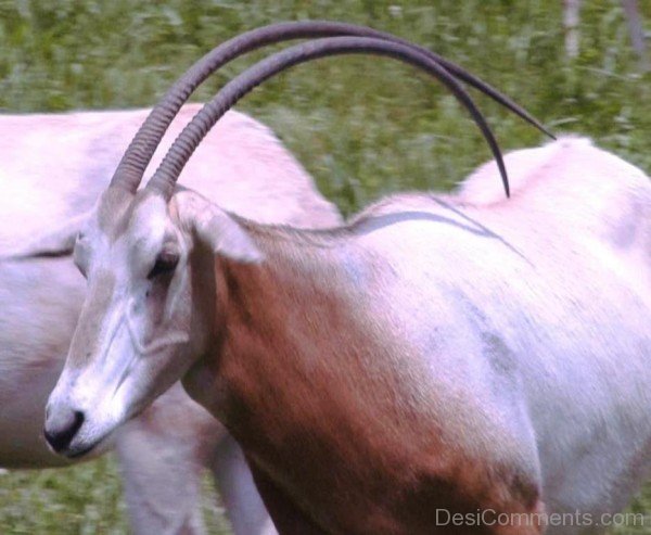 Image Of Oryx-adb106desicomm06