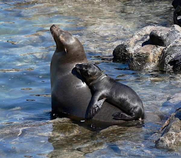 Image Of Sea Lion With Baby-db114