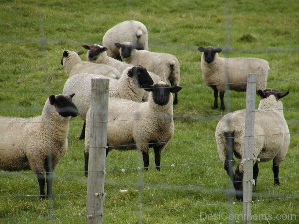 Image Of Sheeps In Field