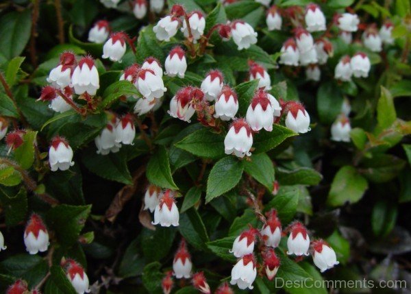 Image Of Snow Berry Flowers