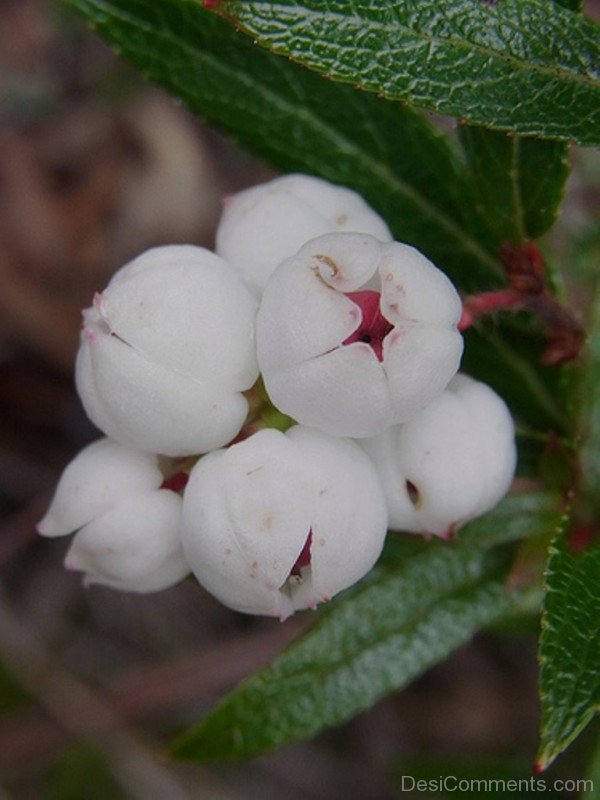 Image Of Snow Berry