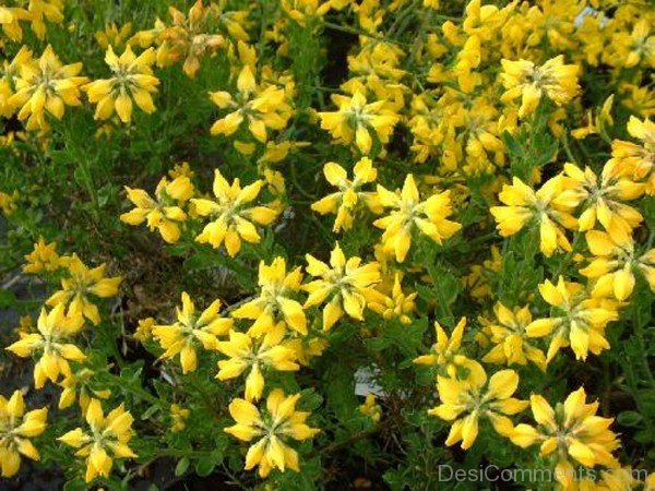Image Of Spanish Gorse Flowers