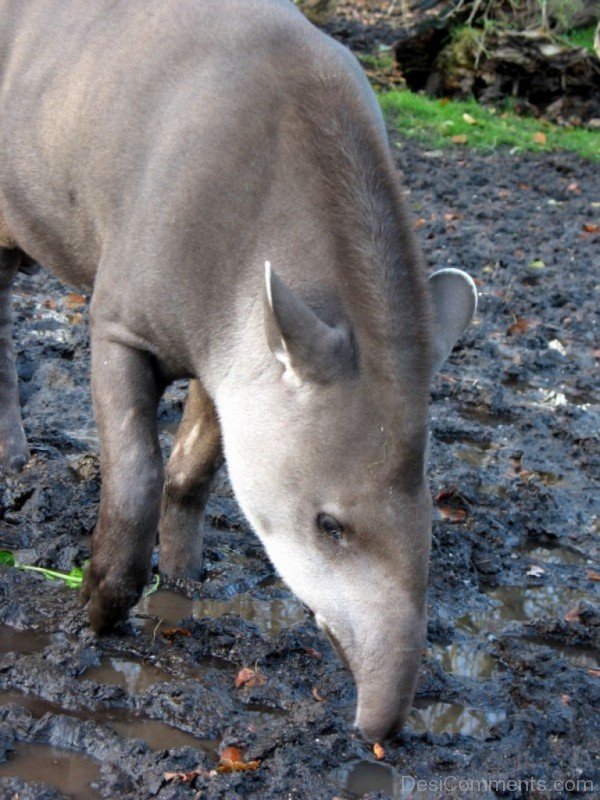 Image Of Tapir In Mud-db708