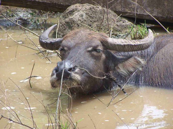 Image Of Water Buffalo In Water-db106
