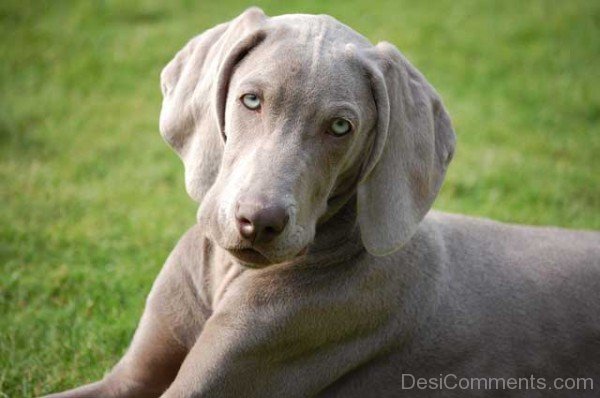 Image Of Weimaraner Dog-ADB250001DC012501