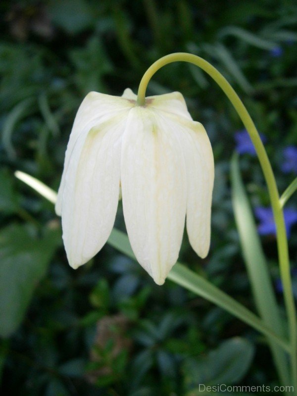 Image Of White Snake's Head Fritillary Flower-xse208DC12322