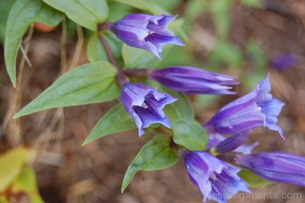 Image Of Willow Gentian Flowers