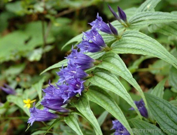 Image Of Willow Gentian-ujy509DCDesi04