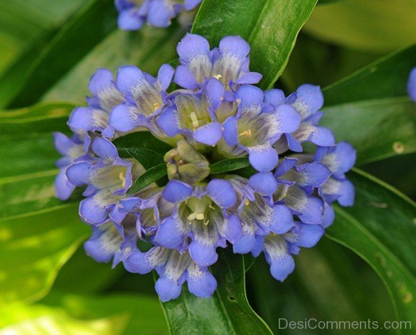 Incredible Dahurian Gentian