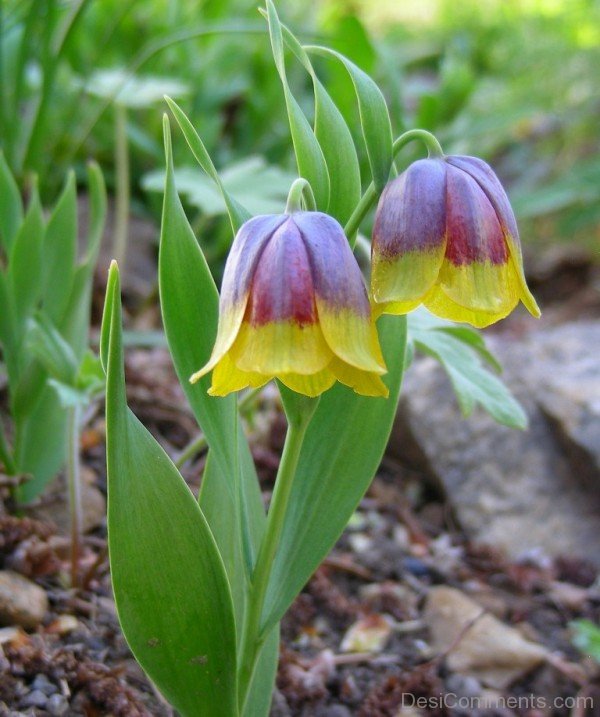 Incredible Fritillaria Michailovskyl Flowers-yup822DCop15