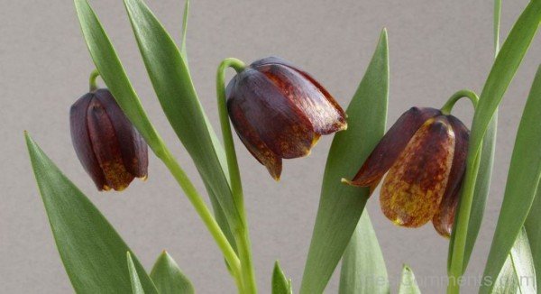 Incredible Fritillaria Montana Flowers