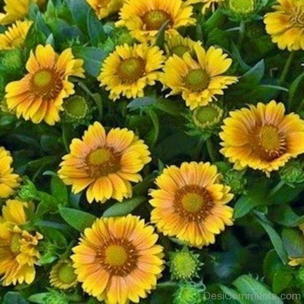 Incredible Gaillardia X Grandiflora Flowers-lkg122DCDEsi11