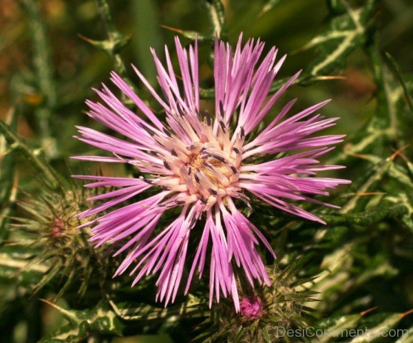 Incredible Galactites Tomentosa Flower-tub2321DC0721